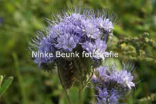 bloem2